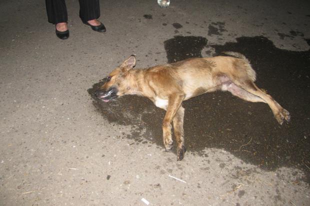 Собака довго мучився у конвульсіях  | Фото: Наталії Ільків