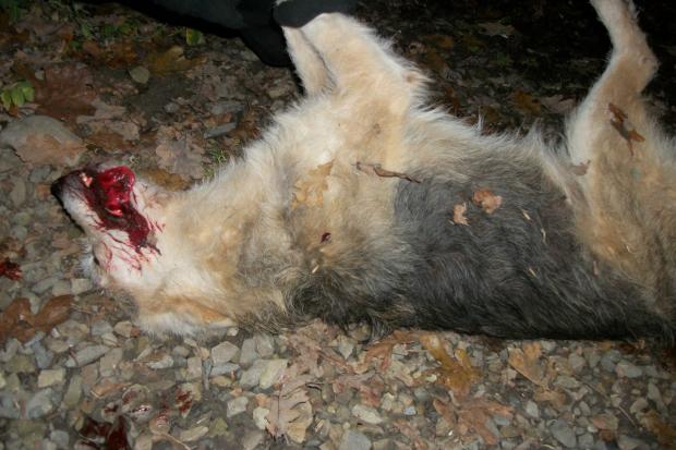  | Фото: firtka.if.ua