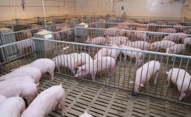  | Фото: agronews.ua