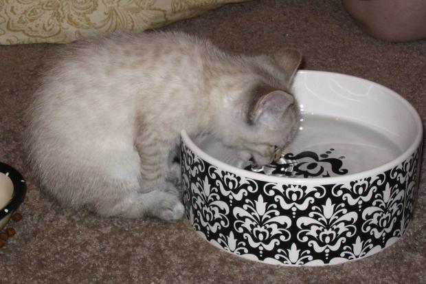  | Фото: uk.wikipedia.org