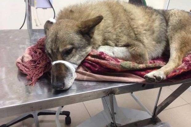  | Фото: Victoria Lavruk&lrm;/Facebook