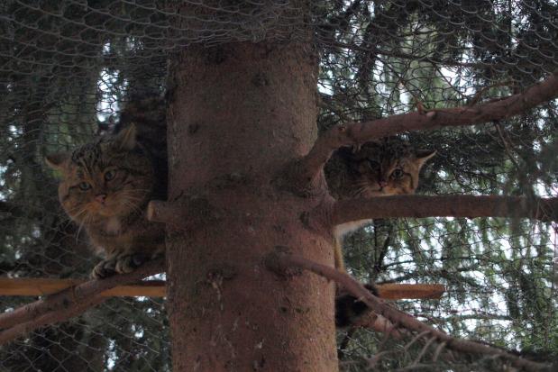  | Фото: Центр реабілітації диких тварин Галицького національного природного парку
