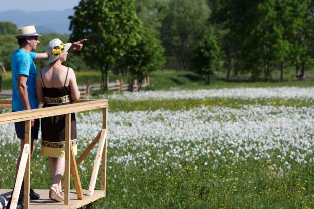 Унікальне природне явище &ndash; цвітіння Долини нарцисів можна спостерігати від середини до кінця травня. | Фото: Йожеф