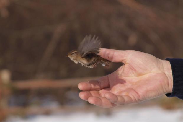Свято повернення в дику природу відбудеться 3 квітня | Фото: Центр реабілітації диких тварин Галицького національного пр