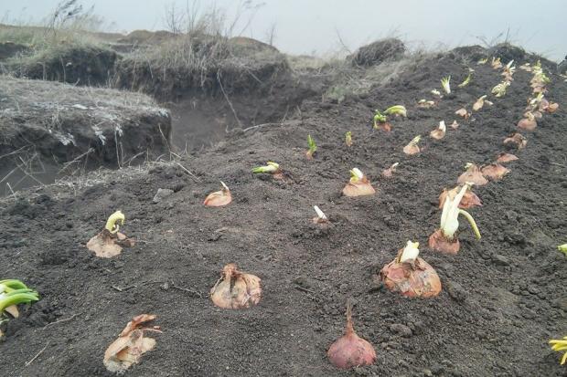Військовий із Закарпаття опублікував фото, на яких видно окопи, засаджені цибулею | Фото: Іван Белецький/Facebook