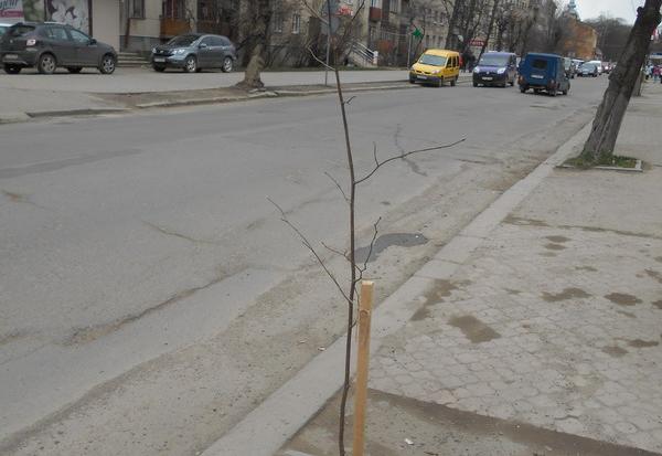 В Івано-Франківську було висаджено 231 дерево. Усі насадження &ndash;  липи, висотою до двох метрів | Фото: Департамент 