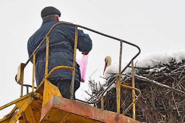 Мойву бузькам доставили просто у гніздо електрик Михайло Федорчук та водій Іван Римарук | Фото: Яремчанський вісник