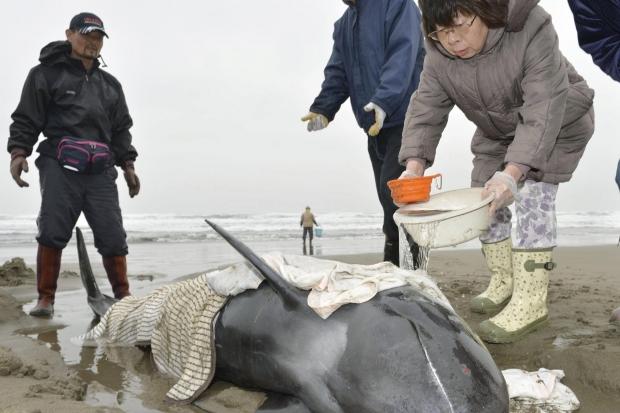 Зона викиду ссавців розтягнулася на 10 кілометрів уздовж берегової лінії | Фото: REUTERS