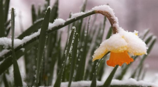 Вночі температура повітря становитиме 3-8 градусів тепла, 15 квітня на півночі та заході місцями заморозки 0-3 градуси, 