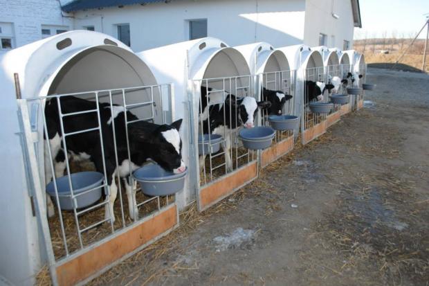 "Даноша" готова поділитися знаннями для того, щоб невеликі фермерські господарства також розвивалося в Україні