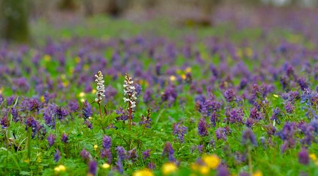 У західній частині пройдуть дощі. Температура повітря вночі 5-10  градусів тепла, вдень 7-13  градусів тепла | Фото: htt