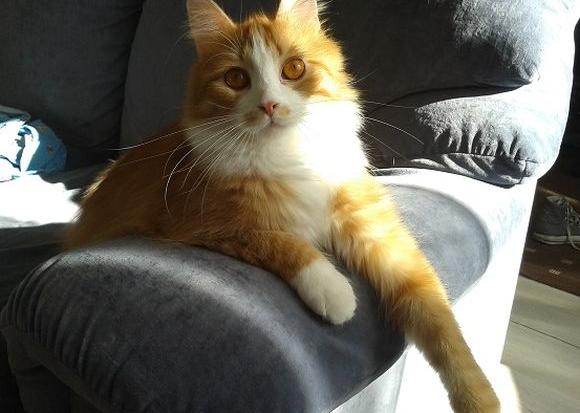 Рудий Сімба врятував життя свого господаря, який страждає від діабету | Фото: yle.fi