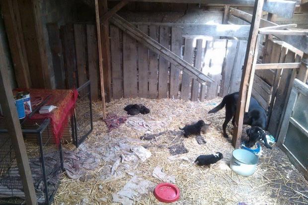 Собакам не вистачає вольєрів, ліків, їжі і просто турботи | Фото: Nataliya  Serbyn/Facebook