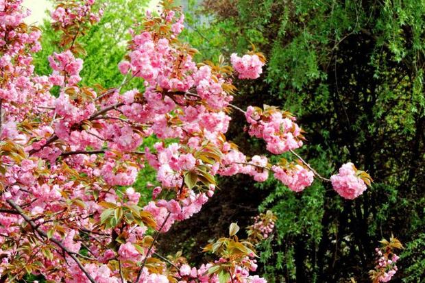 В Ужгороді сакура з'явилася в 1923 році, коли дерева привезли з Відня. З часом екзотичні дерева розсадили по всьому