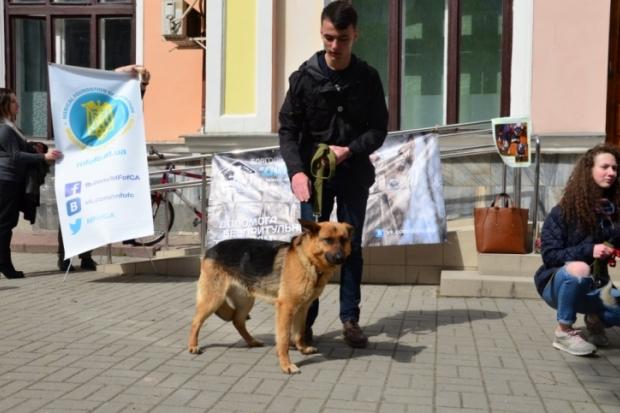 Волонтери планували на виставку привести близько 15 собак, але вдалось доставити трьох | Фото: kurs.if.ua