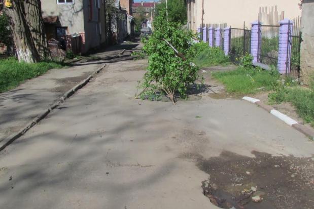 Гілки, які прикривають люк, перев'язали чорною стрічкою із написом "Герою України Степану Бандері" | Фото