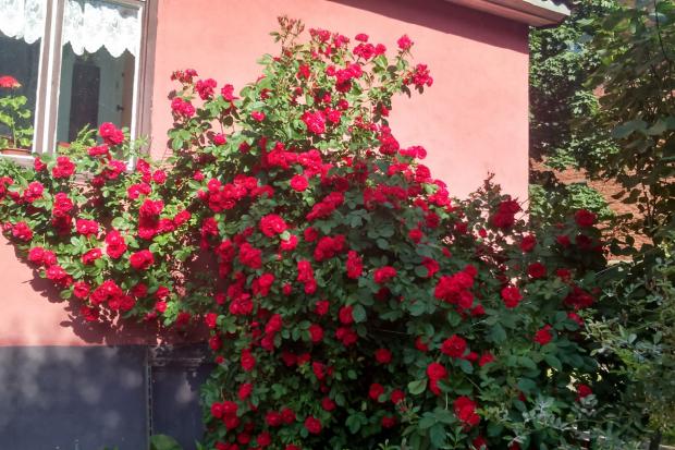 Така краса розцвіла у самому центрі Калуша | Фото: Юрій Тимощук