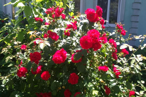 Спекотні червнені дні сприяють цвітінню троянд у самому центрі Калуша | Фото: Юрій Тимощук