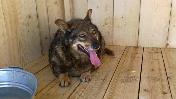 Фунтик переїхав з Калуша у Тисменицький район | Фото: Дім Сірка