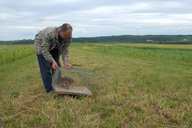 Ветеринари Центру рекомендували не тримати тварину в неволі і випустити в угіддя, де контролюється чисельність хижаків |