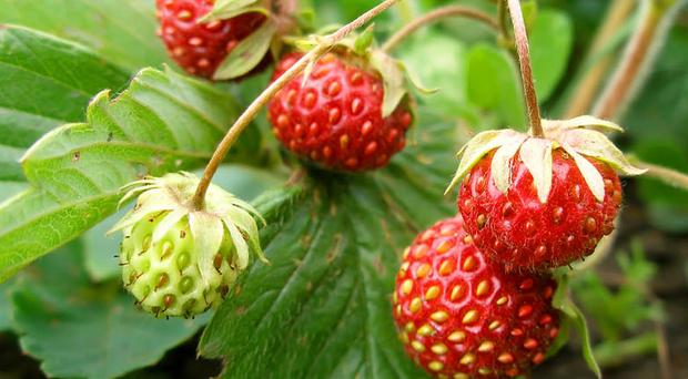 У західній частині пройдуть короткочасні дощі. Температура повітря вночі 7-12, місцями 4-9 градусів тепла, вдень 12-17, 