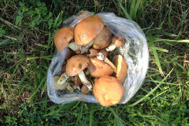 Справжні гриби можна збирати у центрі міста | Фото: Оксана Табачук