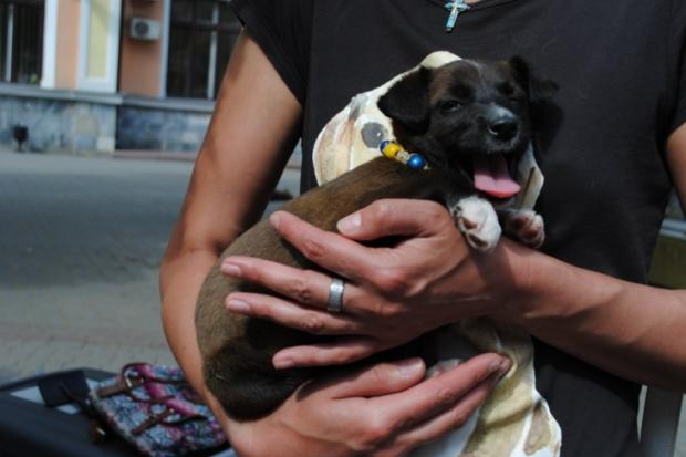 "Дім Сірка" буде вимагати від влади землю для притулку та припинення знущання над тваринами на "п'ян