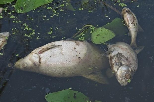 Вода з озера потрапляє також у річку Ворону, що підвищує ризик збільшення масштабів катастрофи | Фото: kurs.if.ua