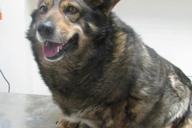 Фунтик, можливо, бігає вулицями Івано-Франківська. Перехожі бачили схожого собаку у районі "Бастіону"