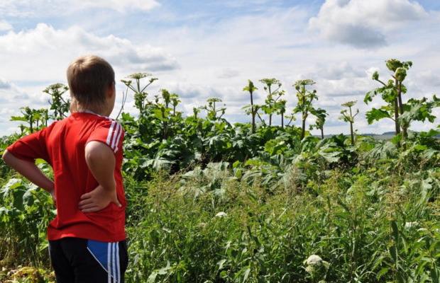 На території Калущини поодиноке проростання борщівника є всюди, окрім трьох сіл: Ріп&rsquo;янки, Мислова, Завою