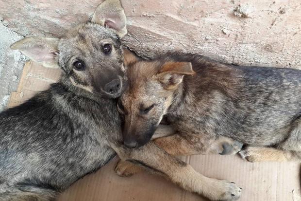 У Калуші намагаються знайти господарів чотирьом підкинутим собакам | Фото: Христина Урда/Facebook