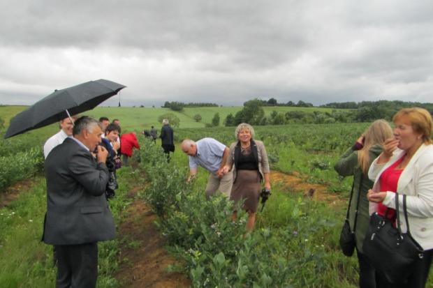 На ринку існує попит на ягоду лохини, тому є великий потенціал у розвитку ягідництва | Фото: прес-служба Долинської РДА 