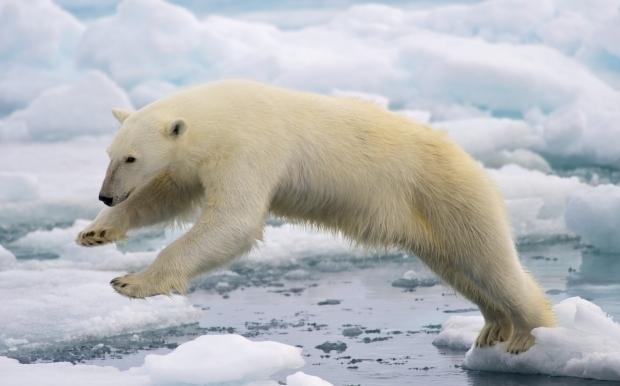 Білі ведмеді добувають їжу на поверхні льоду, де їх білосніжна шкіра допомагає їм підкрадатися до тюленів. Якщо льоду не