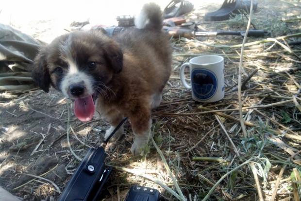 Альбом "Найменші бойові побратими" розміщений на сторінці відомства у Facebook. | Фото: Міністерство оборони У