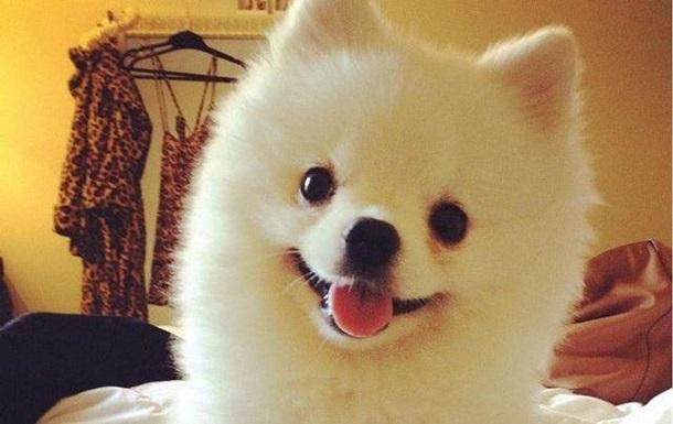 Білий померанський шпіц. | Фото: @roux_pom