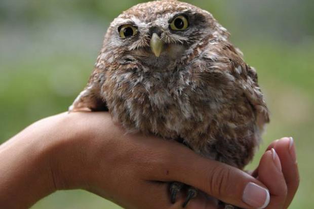  | Фото: Центр реабілітації диких тварин Галицького національного природного парку