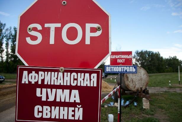 На щастя, вірус африканської чуми свиней не становить небезпеки для людей. Проте на засіданні спеціальної комісії у Калу