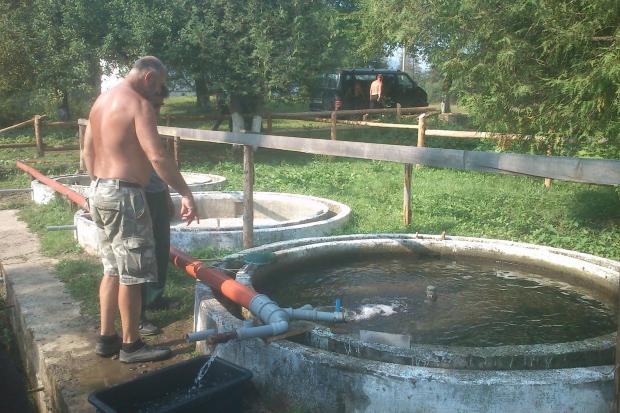 Форель тепер розмножуватиметься по всьому регіону, сподіваються у Вигодському лісовому господарстві | Фото: Дп Вигодське