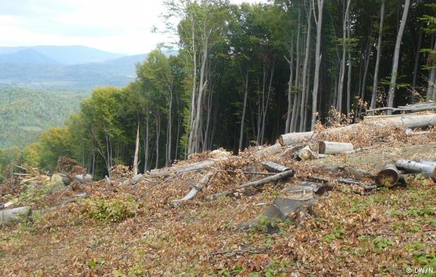 Науковці стверджують, що по всій Європі таких лісів більше ніде не знайти і тому дивуються, як можна їх винищувати  | Фо
