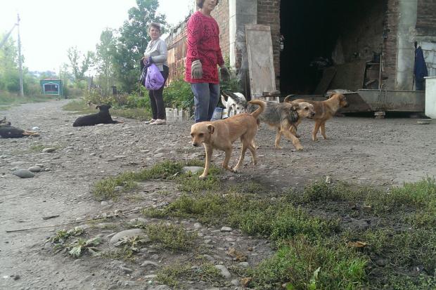 Собакам потрібні господарі, які зможть про них подбати | Фото: Притулок для тварин | м.Калуш