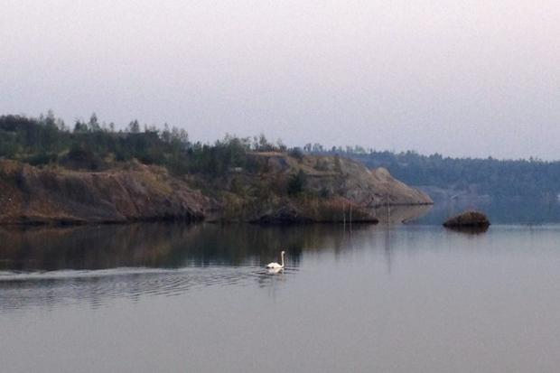 У розсолах Домбровського кар'єру живуть лебеді. | Фото: Oxana Tabachuk/Facebook