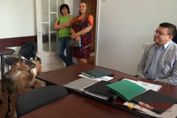 Коза Феміда, виконавши свою благородну місію, вийшла з держустанови та умиротворено почала щипати ще зелене листя кущів 