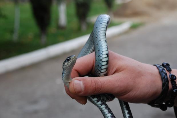 Плазуни дісталися до багатоповерхівок франківчан | Фото: УДСНС в Івано-Франківській області