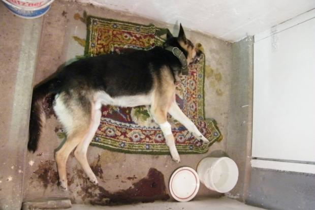 Собаку рятували два дні, проте безрезультатно | Фото: Курт Зіммхен