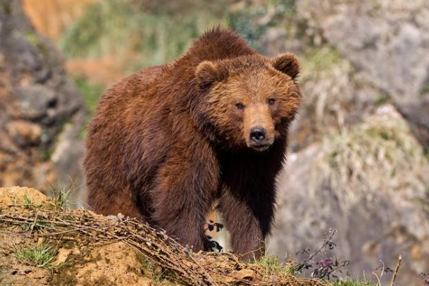 Браконьєрів не зупиняє те, що це природоохоронна територія