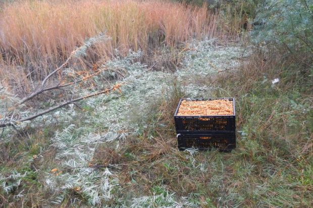 Заїжджі "гастролери" знищили на Прикарпатті 50 дерев обліпихи