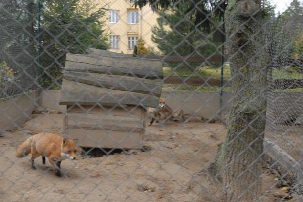 Лисичкам вже облаштували зручні платформи для відпочинку. | Фото: Центр реабілітації диких тварин Галицького національно