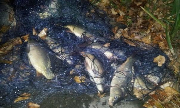 Браконьєри витягнули з озера понад 20 кілограмів риби