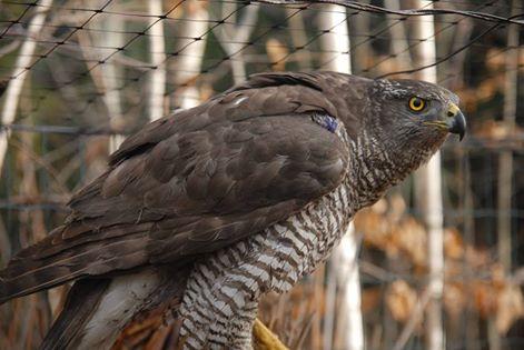 Птах щасливо пережив переїзд, добре йде на контакт з працівниками, непогано їсть | Фото: Центр реабілітації диких тварин