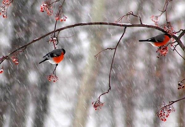 В Карпатах сьогодні пройде дощ з мокрим снігом
